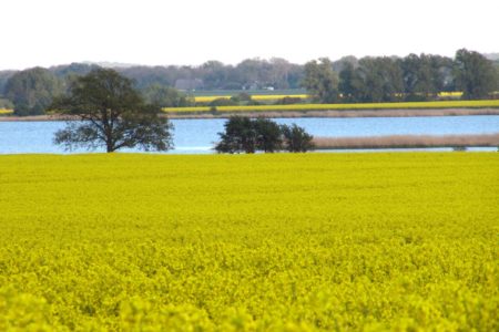 Blick vom Rapsfeld zum Bodden