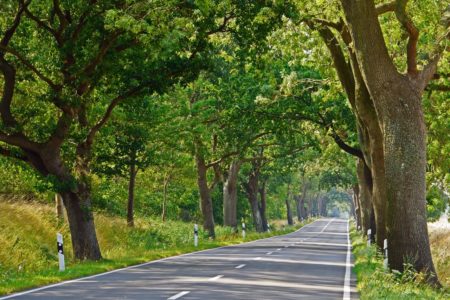 Deutsche Alleenstraße auf Rügen