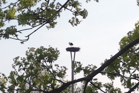Storch bei der Ferienwohnung