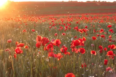 mohnfeld-insel-ruegen Mohnfeld auf der Insel Rügen