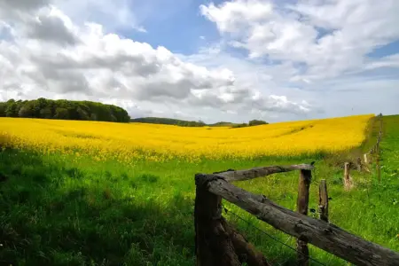 rapsfeld-umgebung-ferienwohnung-ruegen Rapsfeld in der Umgebung der Ferienwohnung Boddenblick auf Rügen