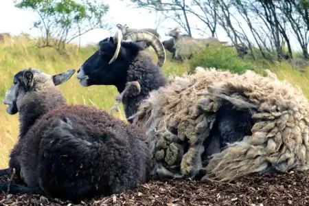 schafe-insel-ruegen Schafe auf der Insel Rügen