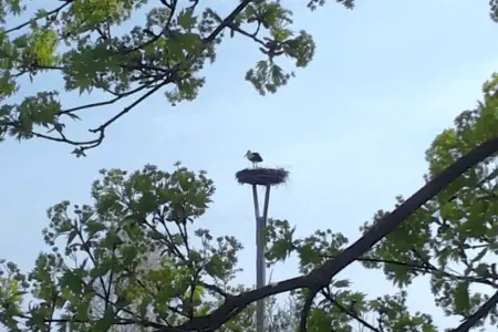 storch-ferienwohnung Storch bei der Ferienwohnung